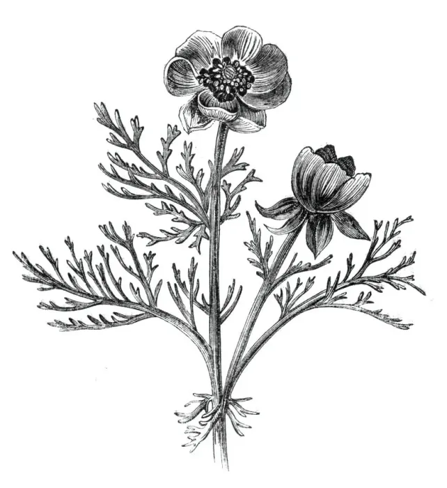 Framed Print : The Adonis Flower, or Pheasants Eye, (Adonis autumnalis), 1842. Creator: Unknown Framed Print : The Adonis Flower, or Pheasants Eye, (Adonis autumnalis), 1842. Creator: Unknown