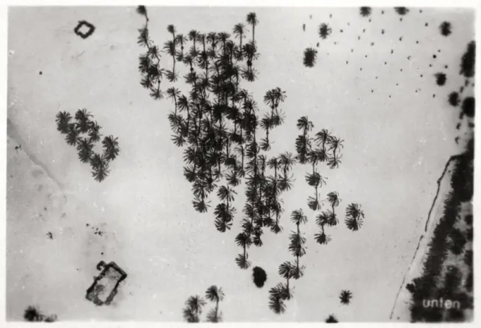 Framed Print : Aerial view of palm shadows in the Arabian desert, from a Zeppelin, 1931 (1933) Framed Print : Aerial view of palm shadows in the Arabian desert, from a Zeppelin, 1931 (1933)