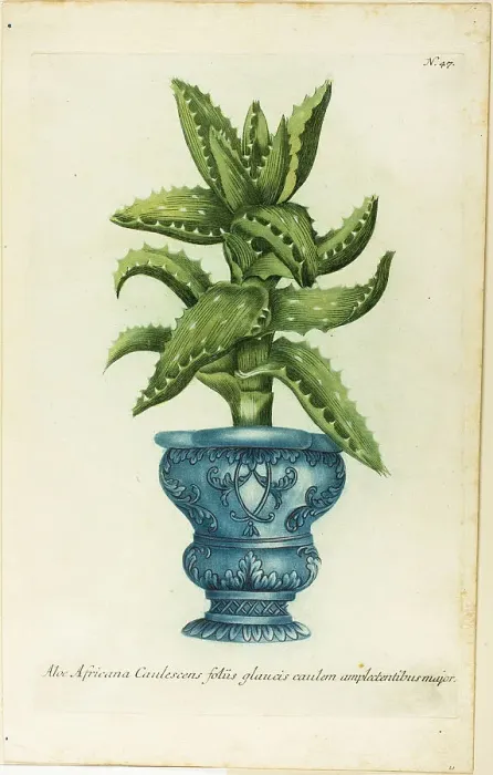 Framed Print : African Aloe, plate 47 from Phtanthoza Iconographia, 1736