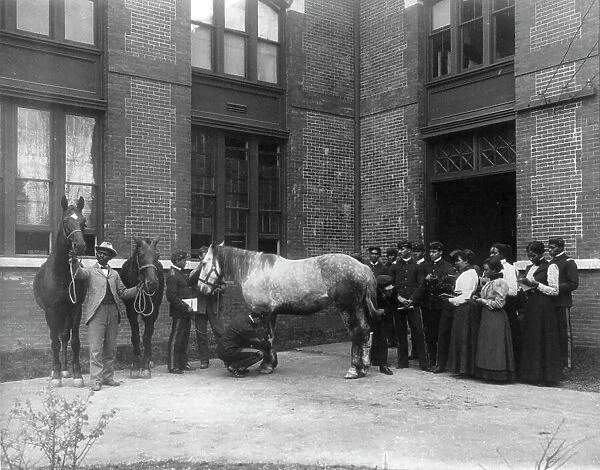 African American students judging horses - Hampton Institute, 1899 or 1900. Creator: Frances Benjamin Johnston