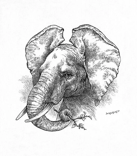 African Elephant, c1900. Artist: Helena J. Maguire