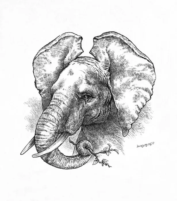 Framed Print : African Elephant, c1900. Artist: Helena J. Maguire Framed Print : African Elephant, c1900. Artist: Helena J. Maguire
