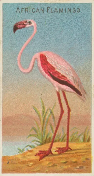 Framed Print : African Flamingo, from the Birds of the Tropics series (N5) for Allen & Framed Print : African Flamingo, from the Birds of the Tropics series (N5) for Allen &