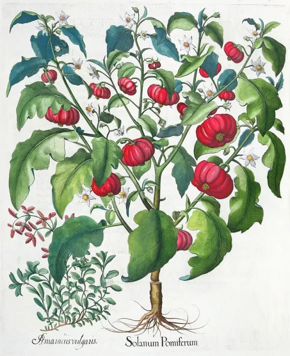 Framed Print : African Tomato and Marjoram plants, 1613 Framed Print : African Tomato and Marjoram plants, 1613