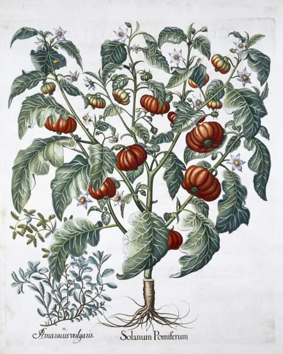 Framed Print : African Tomato and Marjoram plants, 1613 Framed Print : African Tomato and Marjoram plants, 1613