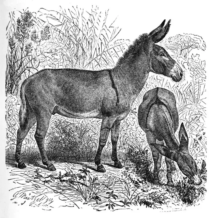 Framed Print : African Wild Ass, c1900. Artist: Helena J. Maguire Framed Print : African Wild Ass, c1900. Artist: Helena J. Maguire