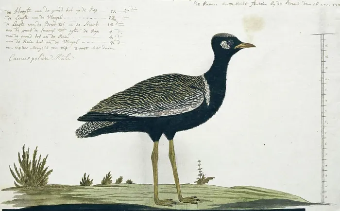 Framed Print : Afrotis afra (Southern black korhaan), 1778. Creator: Robert Jacob Gordon Framed Print : Afrotis afra (Southern black korhaan), 1778. Creator: Robert Jacob Gordon