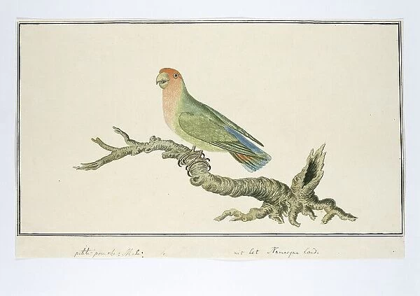 Agapornis roseicollis (Rosy-faced lovebird), 1777-1786. Creator: Robert Jacob Gordon