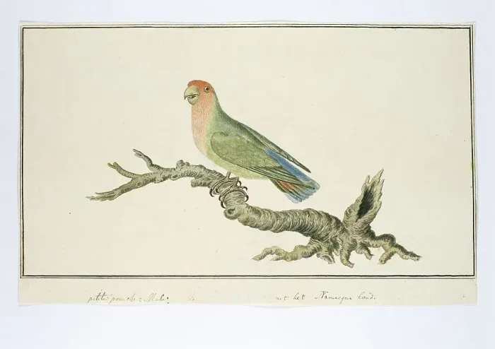 Framed Print : Agapornis roseicollis (Rosy-faced lovebird), 1777-1786. Creator: Robert Jacob Gordon Framed Print : Agapornis roseicollis (Rosy-faced lovebird), 1777-1786. Creator: Robert Jacob Gordon