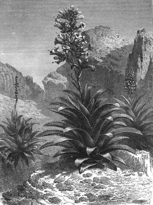 Framed Print : Agaves in Bloom; A zigzag journey through Mexico, 1875. Creator: Thomas Mayne Reid Framed Print : Agaves in Bloom; A zigzag journey through Mexico, 1875. Creator: Thomas Mayne Reid