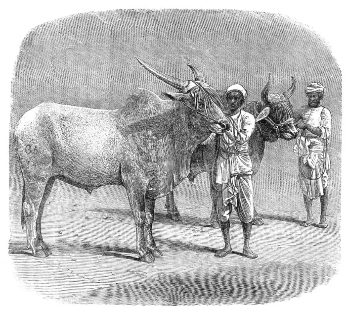 Framed Print : Agricultural Exhibition at Roorkee, North-West Provinces of India: prize field-bullocks, 1864. Creator: Unknown Framed Print : Agricultural Exhibition at Roorkee, North-West Provinces of India: prize field-bullocks, 1864. Creator: Unknown
