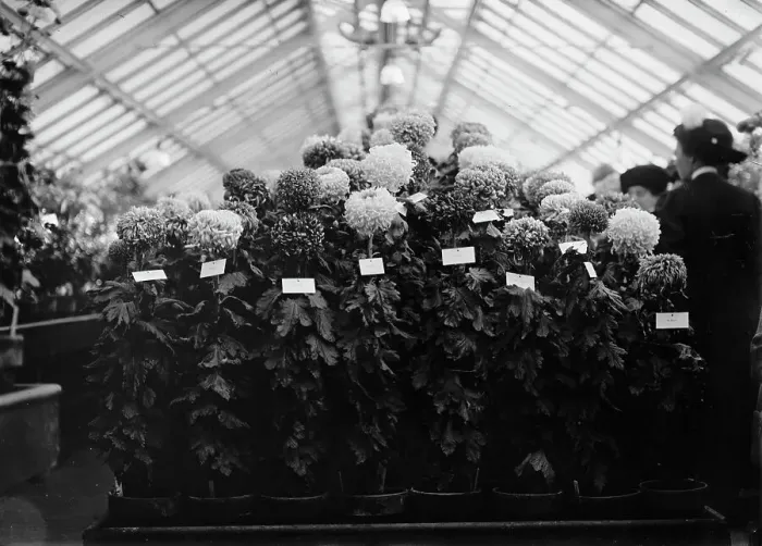 Framed Print : Agriculture Department Dahlia Show, 1911. Creator: Harris & Ewing. Agriculture Department Dahlia Show, 1911. Creator: Harris & Ewing Framed Print : Agriculture Department Dahlia Show, 1911. Creator: Harris & Ewing. Agriculture Department Dahlia Show, 1911. Creator: Harris & Ewing