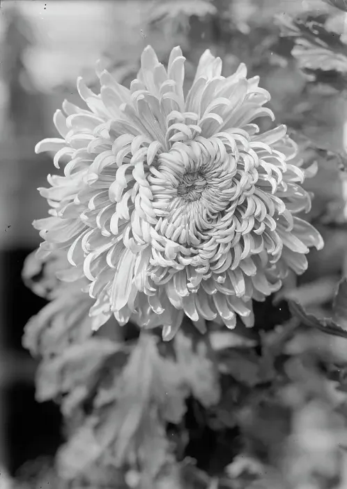 Framed Print : Agriculture Department - Jessie Wilson Chrysanthemum, 1913. Creator: Harris & Ewing. Agriculture Department - Jessie Wilson Chrysanthemum, 1913. Creator: Harris & Ewing Framed Print : Agriculture Department - Jessie Wilson Chrysanthemum, 1913. Creator: Harris & Ewing. Agriculture Department - Jessie Wilson Chrysanthemum, 1913. Creator: Harris & Ewing