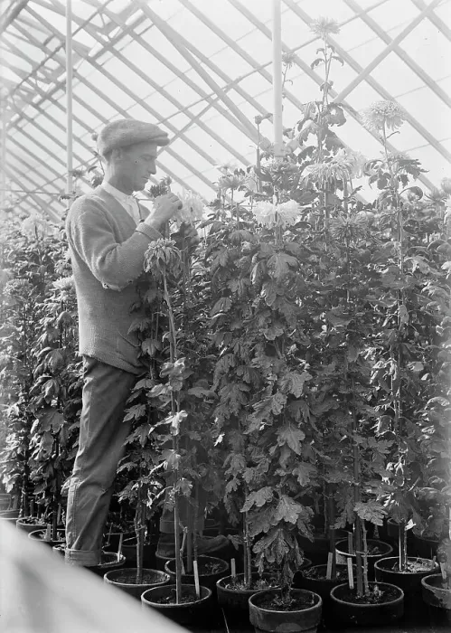 Framed Print : Agriculture Department - Jessie Wilson Chrysanthemum, Martin Graner, Gardener, 1913. Creator: Harris & Ewing. Agriculture Department - Jessie Wilson Chrysanthemum, Martin Graner, Gardener, 1913. Creator: Harris & Ewing Framed Print : Agriculture Department - Jessie Wilson Chrysanthemum, Martin Graner, Gardener, 1913. Creator: Harris & Ewing. Agriculture Department - Jessie Wilson Chrysanthemum, Martin Graner, Gardener, 1913. Creator: Harris & Ewing