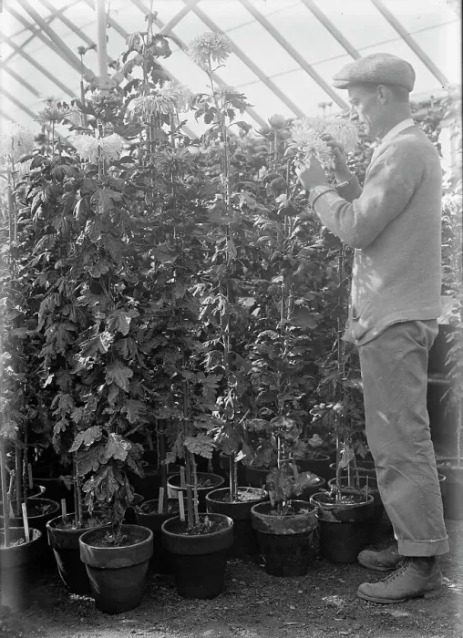 Framed Print : Agriculture Department - Jessie Wilson Chrysanthemum, Martin Graner, Gardener, 1913. Creator: Harris & Ewing. Agriculture Department - Jessie Wilson Chrysanthemum, Martin Graner, Gardener, 1913. Creator: Harris & Ewing Framed Print : Agriculture Department - Jessie Wilson Chrysanthemum, Martin Graner, Gardener, 1913. Creator: Harris & Ewing. Agriculture Department - Jessie Wilson Chrysanthemum, Martin Graner, Gardener, 1913. Creator: Harris & Ewing