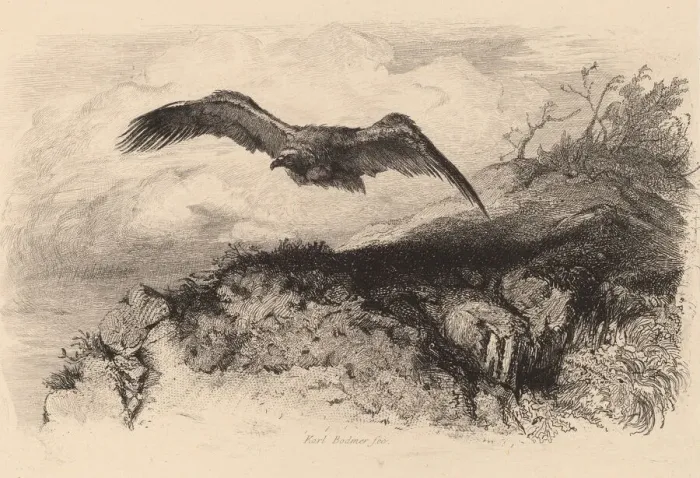Framed Print : Aigle au vol. Creator: Karl Bodmer Framed Print : Aigle au vol. Creator: Karl Bodmer