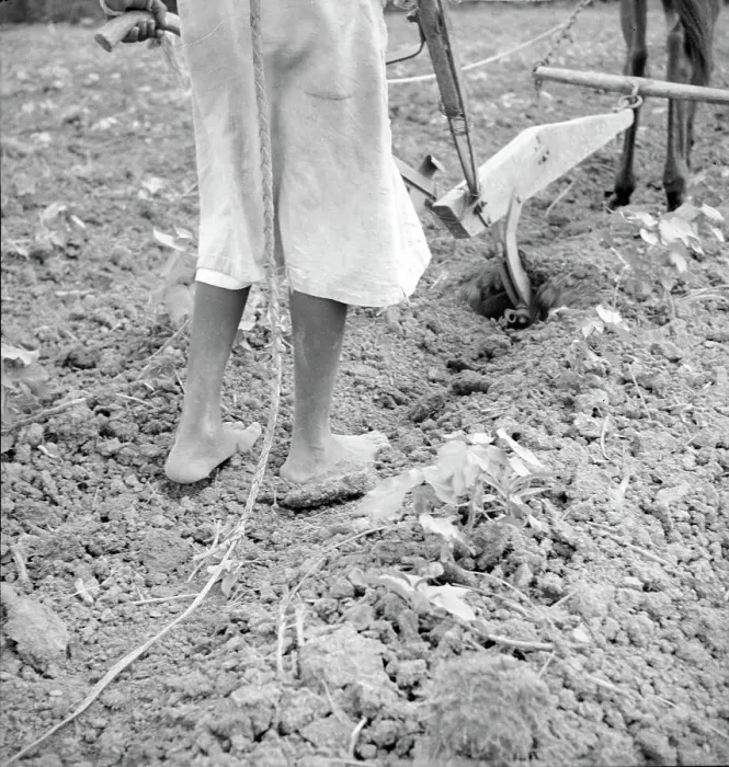 Framed Print : Alabama plow girl, Near Eutaw, Alabama, 1936. Creator: Dorothea Lange Framed Print : Alabama plow girl, Near Eutaw, Alabama, 1936. Creator: Dorothea Lange