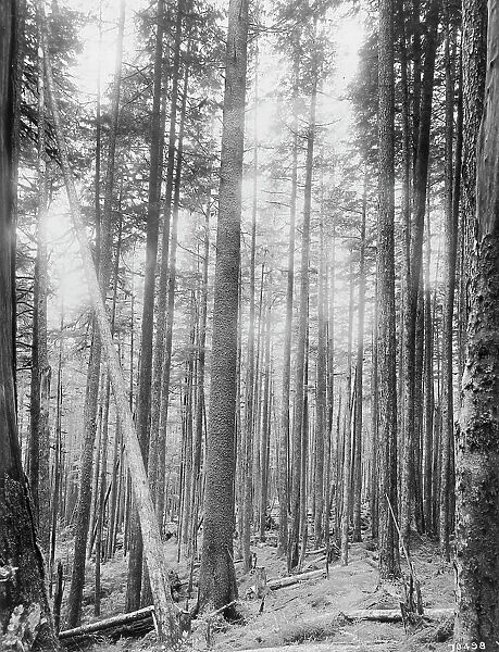 Alaskan spruce trees, between c1900 and 1923. Creator: Unknown