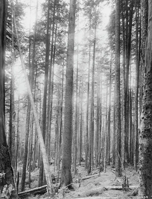 Framed Print : Alaskan spruce trees, between c1900 and 1923. Creator: Unknown Framed Print : Alaskan spruce trees, between c1900 and 1923. Creator: Unknown