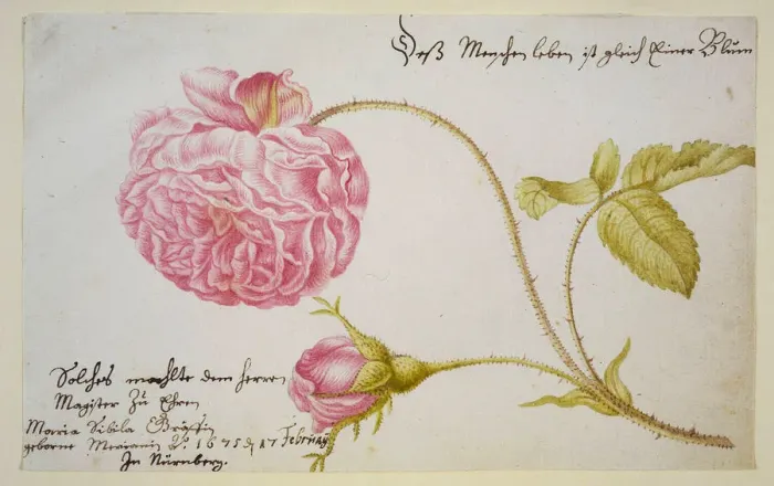 Framed Print : Album sheet with a rose, 1675. Artist: Merian, Maria Sibylla (1647-1717) Framed Print : Album sheet with a rose, 1675. Artist: Merian, Maria Sibylla (1647-1717)