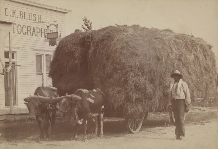 Framed Print : Albumen print of a man with a full hay cart, 1894-1904. Creator: E. K. Blush Framed Print : Albumen print of a man with a full hay cart, 1894-1904. Creator: E. K. Blush