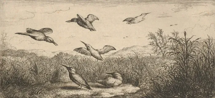 Framed Print : Alcedo, Martin-pescheur (The Kingfisher): Livre d Oyseaux (Book of Birds), 1655-1660 Framed Print : Alcedo, Martin-pescheur (The Kingfisher): Livre d Oyseaux (Book of Birds), 1655-1660