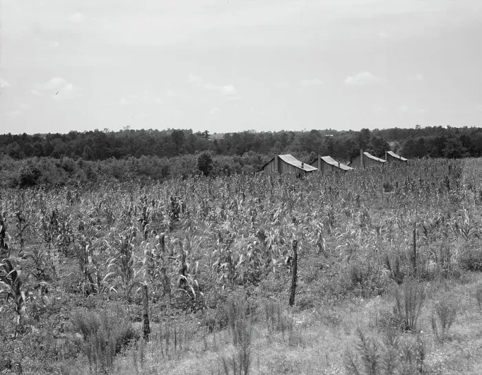 Framed Print : Aldridge Plantation near Leland, Mississippi, 1937. Creator: Dorothea Lange Framed Print : Aldridge Plantation near Leland, Mississippi, 1937. Creator: Dorothea Lange