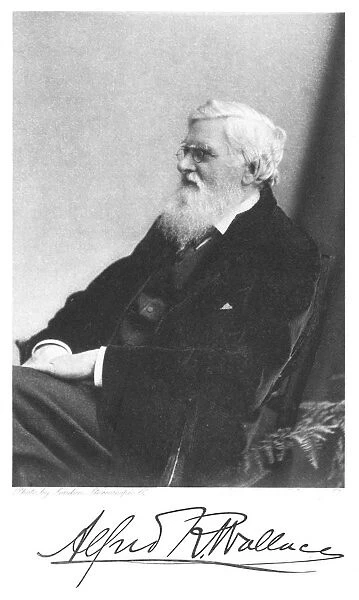 Alfred Russell Wallace, Welsh-born British naturalist, c1900