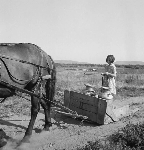 All Chris Adolfs children are hard workers... Yakima Valley, Washington, 1939. Creator: Dorothea Lange