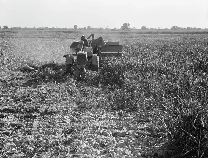 Framed Print : All-crop harvesting, Tulare County, California, 1938. Creator: Dorothea Lange Framed Print : All-crop harvesting, Tulare County, California, 1938. Creator: Dorothea Lange