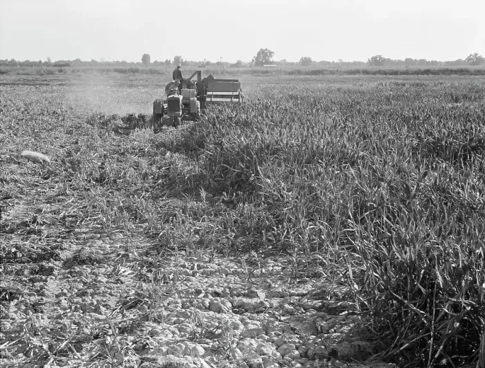 Framed Print : All-crop harvesting, Tulare County, California, 1938. Creator: Dorothea Lange Framed Print : All-crop harvesting, Tulare County, California, 1938. Creator: Dorothea Lange