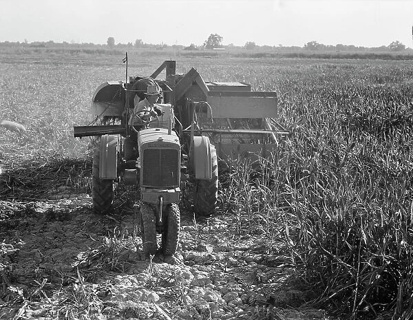 All-crop harvesting, Tulare County, California, 1938. Creator: Dorothea Lange