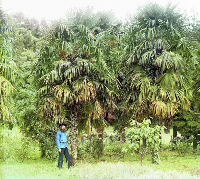 Framed Print : Alley of Chamaerops excelsus [windmill palm], between 1905 and 1915. Creator: Sergey Mikhaylovich Prokudin-Gorsky