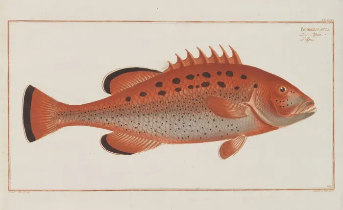 Framed Print : Allgemeine Naturgeschichte der Fische Deutschlands, 1782-1793 Framed Print : Allgemeine Naturgeschichte der Fische Deutschlands, 1782-1793
