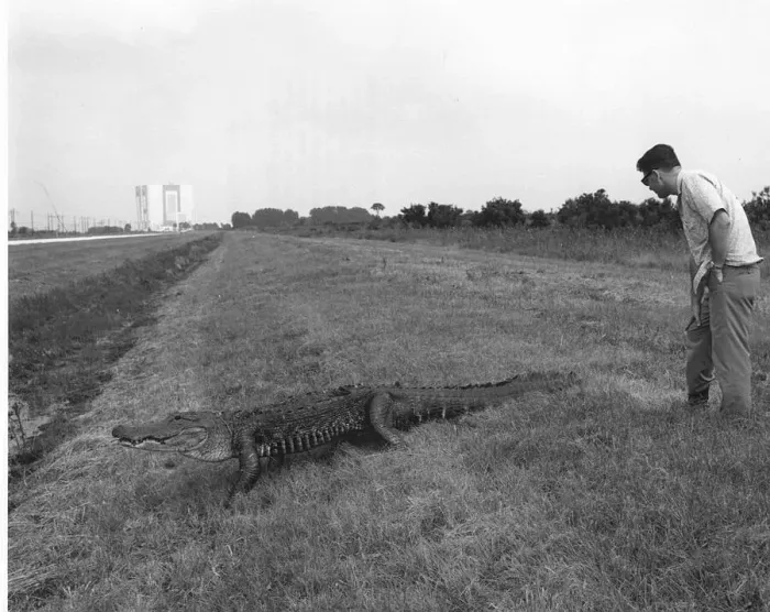 Framed Print : Alligator at Kennedy Space Center, 1969. Creator: Unknown Framed Print : Alligator at Kennedy Space Center, 1969. Creator: Unknown