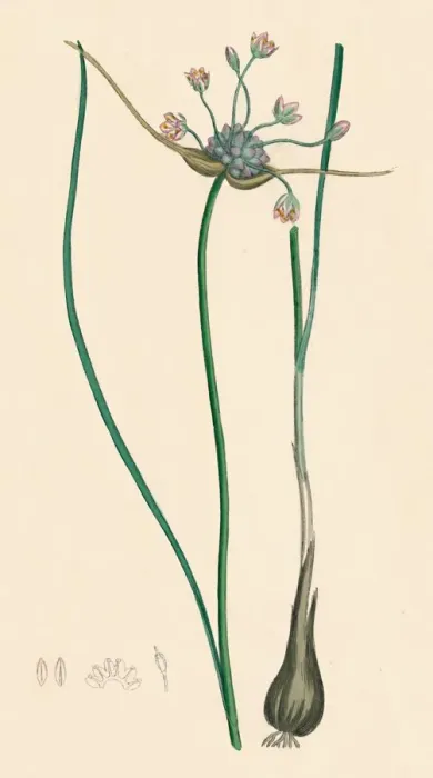 Framed Print : Allium oleraceum, var. genuinum. Field Garlic, var. a, 19th Century Framed Print : Allium oleraceum, var. genuinum. Field Garlic, var. a, 19th Century