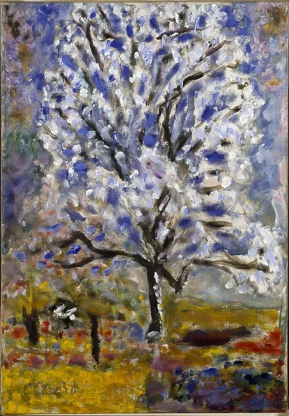 Almond tree blossoms, ca 1947