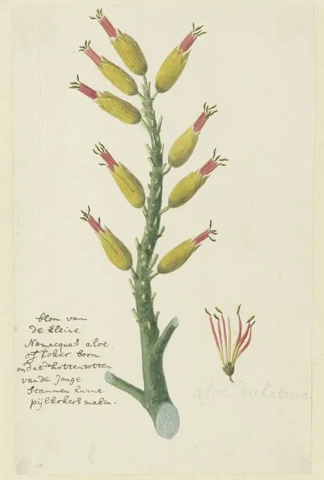 Framed Print : Aloe dichotoma Masson (Quiver tree or Kokerboom), 1777-1786. Creator: Robert Jacob Gordon Framed Print : Aloe dichotoma Masson (Quiver tree or Kokerboom), 1777-1786. Creator: Robert Jacob Gordon