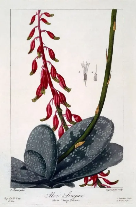 Framed Print : Aloe lingua, pub. 1836. Creator: Panacre Bessa (1772-1846)