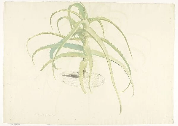 Aloe perfoliata, 1619-1685. Creator: Herman Saftleven the Younger
