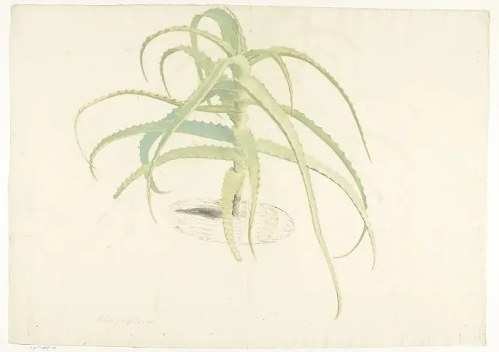 Framed Print : Aloe perfoliata, 1619-1685. Creator: Herman Saftleven the Younger Framed Print : Aloe perfoliata, 1619-1685. Creator: Herman Saftleven the Younger