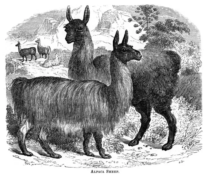 Framed Print : Alpaca Sheep, c1880. Artist: JC Framed Print : Alpaca Sheep, c1880. Artist: JC