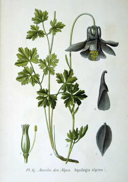 Framed Print : Alpine columbine, 1893 Framed Print : Alpine columbine, 1893