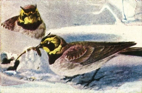 Alpine larks, c1928. Creator: Unknown