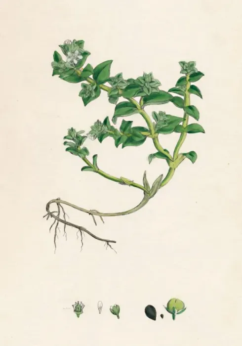 Framed Print : Alsine peploides. Sea Purslane, 19th Century Framed Print : Alsine peploides. Sea Purslane, 19th Century