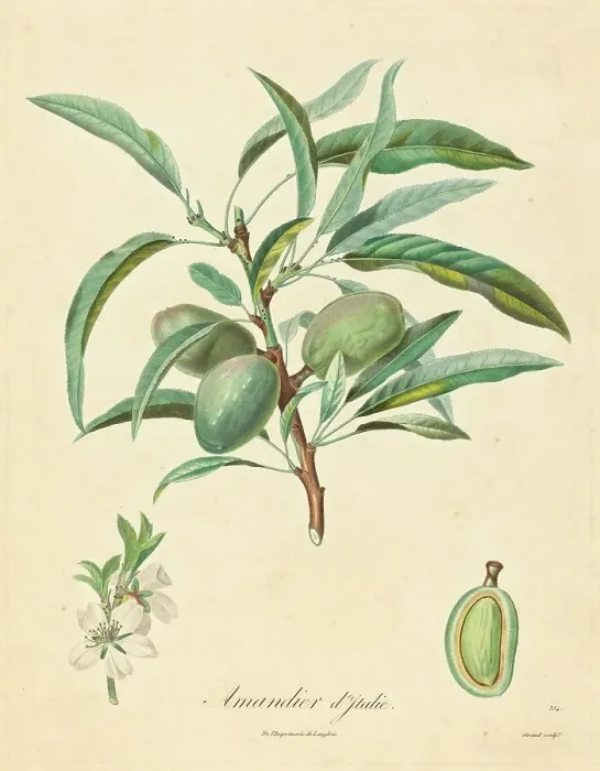 Framed Print : Amandier d'Italie. Creator: Unknown Framed Print : Amandier d'Italie. Creator: Unknown