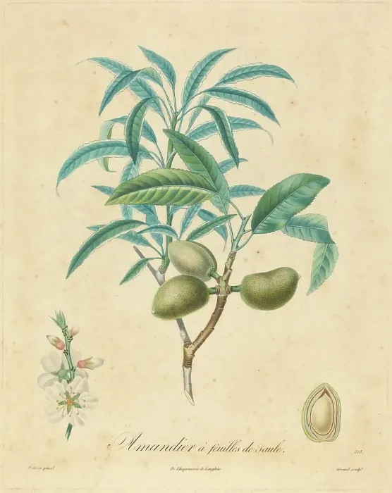 Framed Print : Amandier a feuilles de saulle. Creator: Unknown Framed Print : Amandier a feuilles de saulle. Creator: Unknown