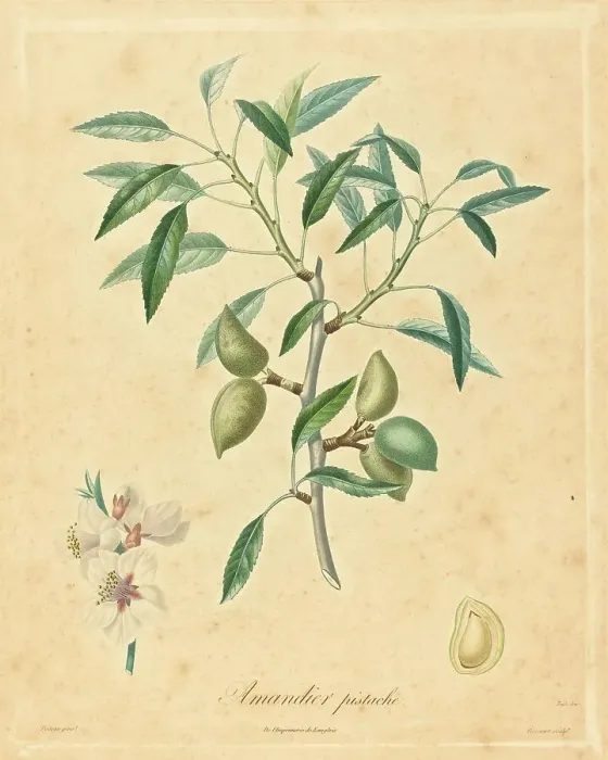 Framed Print : Amandier pistache. Creator: Unknown