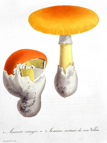 Amanita Caesaria (Caesars Mushroom), 1821. Artist: LFJ Hoquart
