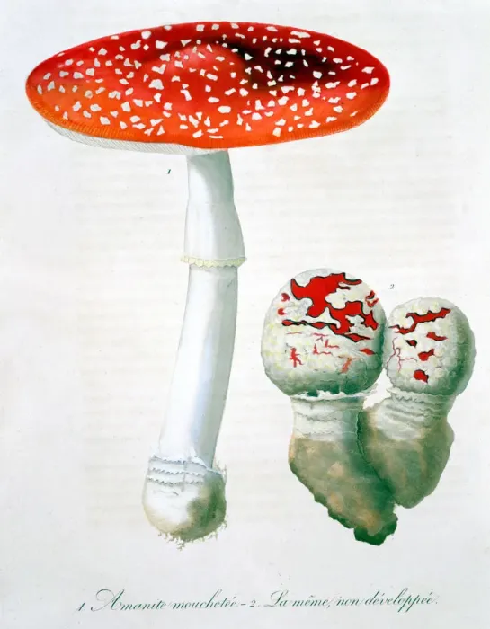 Framed Print : Amanita Muscaria (Fly Agaric), 1821. Artist: LFJ Hoquart Framed Print : Amanita Muscaria (Fly Agaric), 1821. Artist: LFJ Hoquart